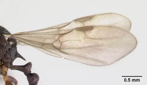 Vitsika miranda specimen CASENT0003876 image casent0003876_4
