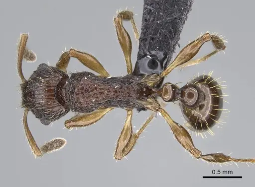 Vitsika miranda specimen CASENT0147524 image casent0147524_1