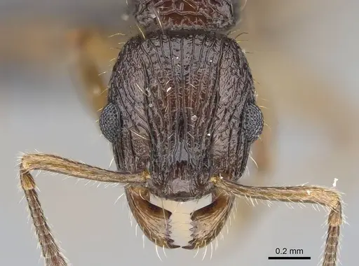 Vitsika miranda specimen CASENT0147524 image casent0147524_2