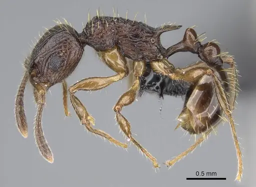 Vitsika miranda specimen CASENT0147524 image casent0147524_3