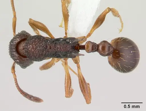 Vitsika obscura specimen CASENT0127742 image casent0127742_1