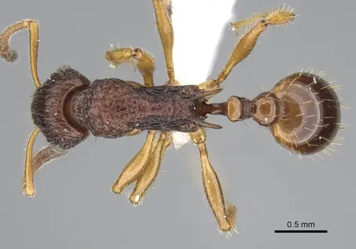 Vitsika obscura specimen CASENT0192019 image casent0192019_1