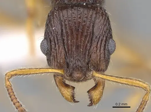 Vitsika obscura specimen CASENT0192019 image casent0192019_2