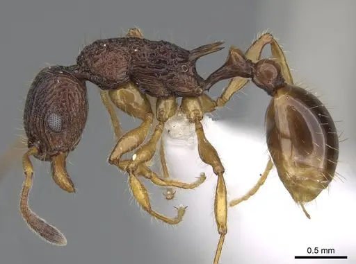Vitsika obscura specimen CASENT0192019 image casent0192019_3