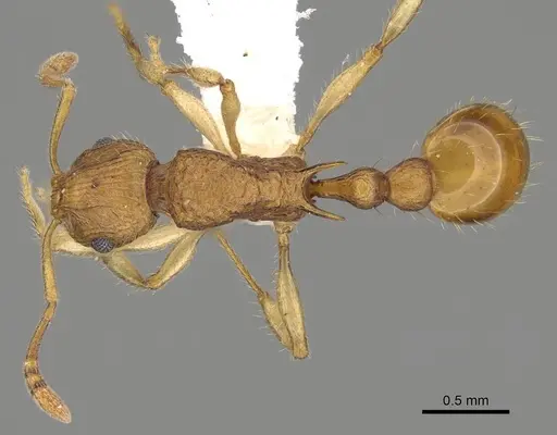 Vitsika procera specimen CASENT0192035 image casent0192035_1