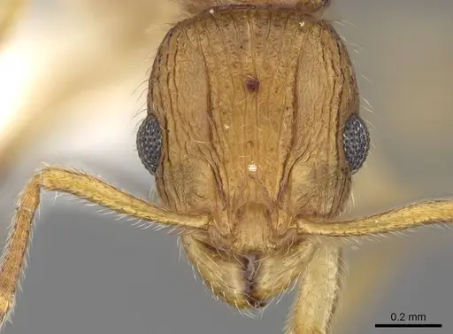 Vitsika procera specimen CASENT0192035 image casent0192035_2