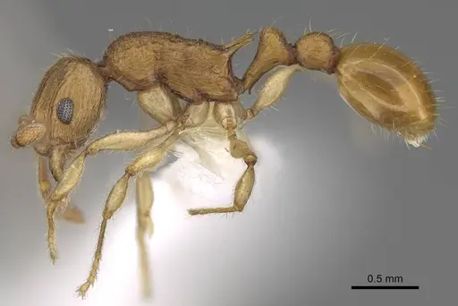 Vitsika procera specimen CASENT0192035 image casent0192035_3