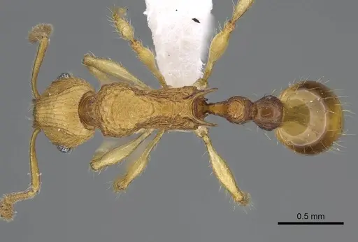 Vitsika procera specimen CASENT0914140 image casent0914140_1
