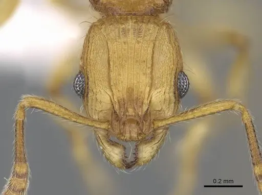 Vitsika procera specimen CASENT0914140 image casent0914140_2