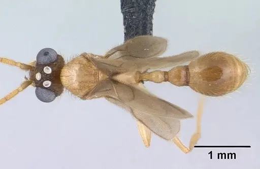 Vitsika producta specimen CASENT0138642 image casent0138642_1