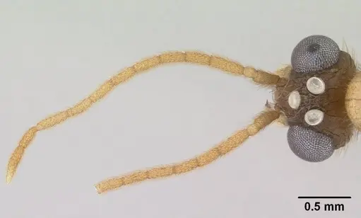 Vitsika producta specimen CASENT0138642 image casent0138642_3