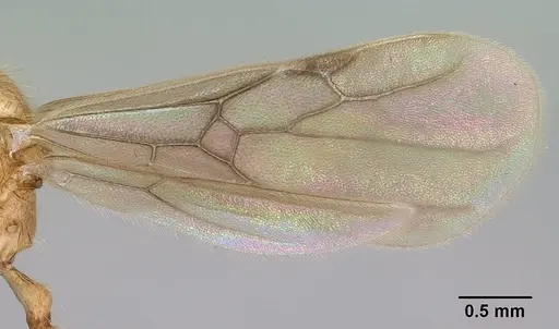 Vitsika producta specimen CASENT0138642 image casent0138642_5