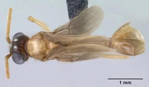 Vitsika producta specimen CASENT0143821 image casent0143821_1
