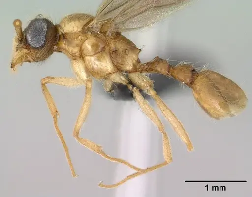 Vitsika producta specimen CASENT0143821 image casent0143821_3