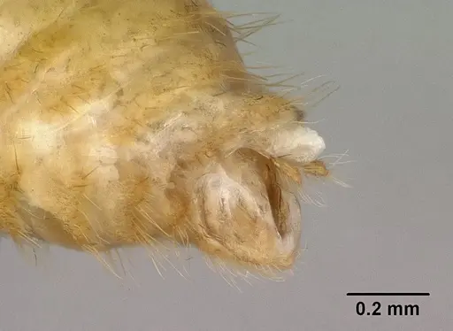 Vitsika producta specimen CASENT0143821 image casent0143821_4