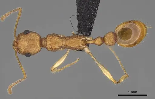 Vitsika producta specimen CASENT0161774 image casent0161774_1
