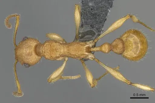 Vitsika producta specimen CASENT0344920 image casent0344920_1