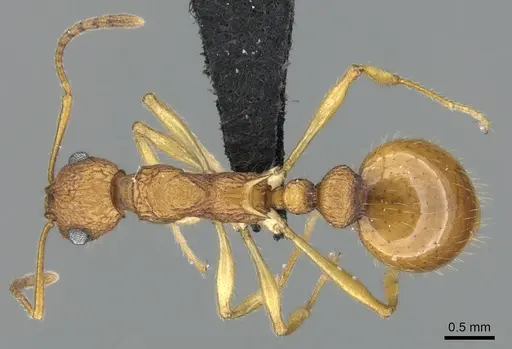 Vitsika producta specimen CASENT0495050 image casent0495050_1