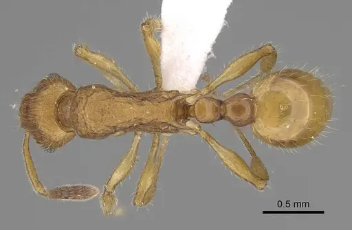 Vitsika suspicax specimen CASENT0012675 image casent0012675_1