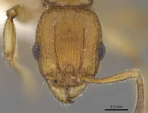 Vitsika suspicax specimen CASENT0012675 image casent0012675_2