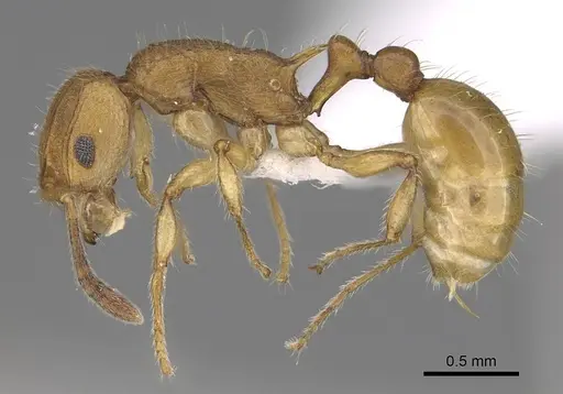 Vitsika suspicax specimen CASENT0012675 image casent0012675_3