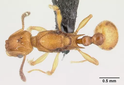Vitsika suspicax specimen CASENT0040783 image casent0040783_1