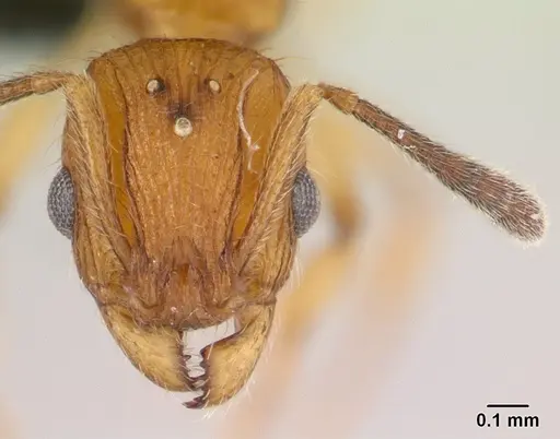 Vitsika suspicax specimen CASENT0040783 image casent0040783_2