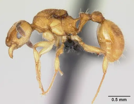Vitsika suspicax specimen CASENT0040783 image casent0040783_3