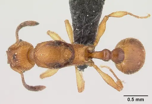 Vitsika suspicax specimen CASENT0040796 image casent0040796_1