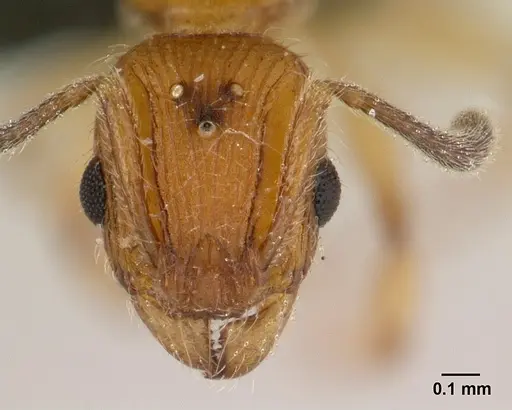 Vitsika suspicax specimen CASENT0040796 image casent0040796_2