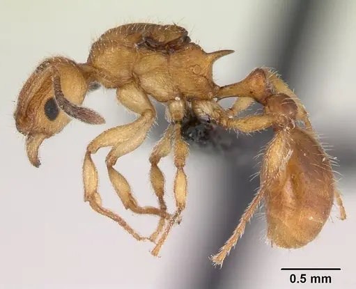 Vitsika suspicax specimen CASENT0040796 image casent0040796_3