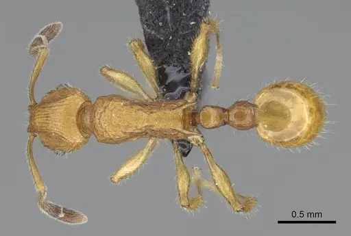 Vitsika suspicax specimen CASENT0040798 image casent0040798_1