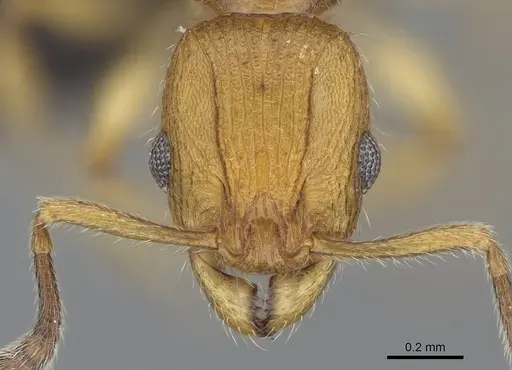 Vitsika suspicax specimen CASENT0040798 image casent0040798_2