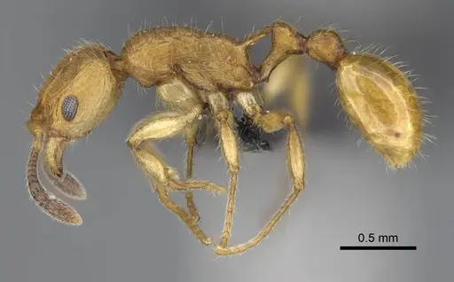 Vitsika suspicax specimen CASENT0040798 image casent0040798_3