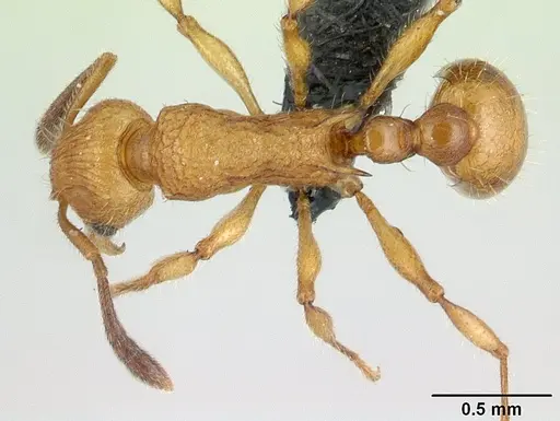 Vitsika suspicax specimen CASENT0068044 image casent0068044_1
