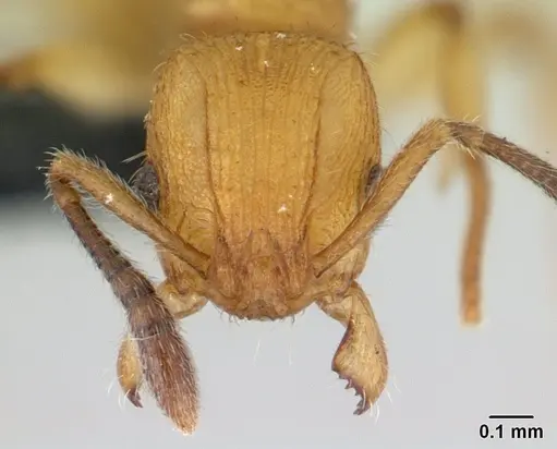 Vitsika suspicax specimen CASENT0068044 image casent0068044_2