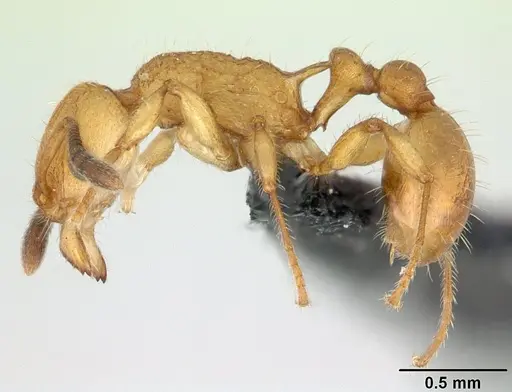 Vitsika suspicax specimen CASENT0068044 image casent0068044_3