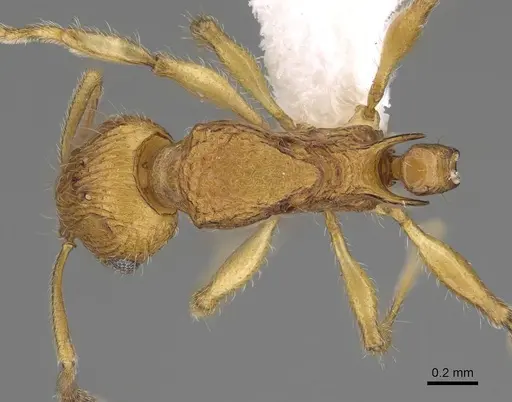 Vitsika suspicax specimen CASENT0914196 image casent0914196_1