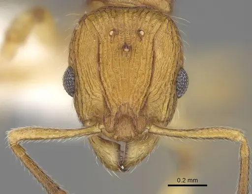 Vitsika suspicax specimen CASENT0914196 image casent0914196_2