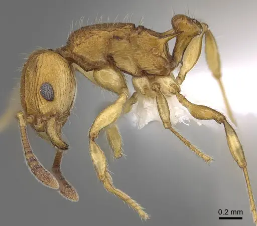 Vitsika suspicax specimen CASENT0914196 image casent0914196_3