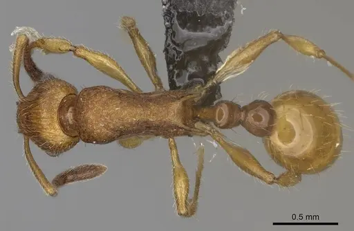 Vitsika suspicax specimen CASENT0914211 image casent0914211_1