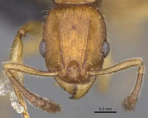 Vitsika suspicax specimen CASENT0914211 image casent0914211_2