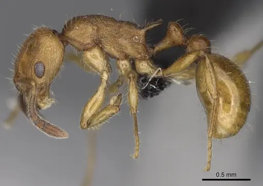 Vitsika suspicax specimen CASENT0914211 image casent0914211_3