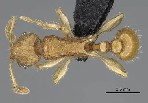 Vitsika tenuis specimen CASENT0464860 image casent0464860_1