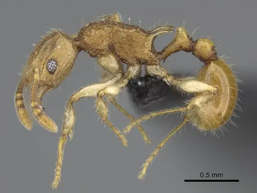 Vitsika tenuis specimen CASENT0464860 image casent0464860_3