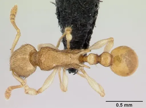 Vitsika tenuis specimen CASENT0464913 image casent0464913_1