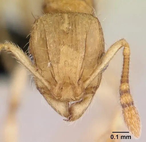 Vitsika tenuis specimen CASENT0464913 image casent0464913_2