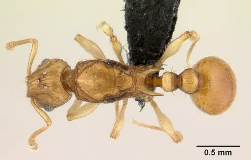 Vitsika tenuis specimen CASENT0464934 image casent0464934_1