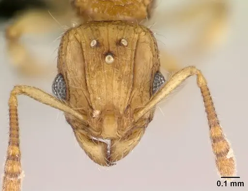 Vitsika tenuis specimen CASENT0464934 image casent0464934_2