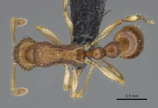 Vitsika venustas specimen CASENT0045957 image casent0045957_1